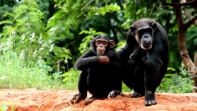 黑猩猩猿猴动物世界猴子