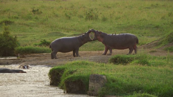 两只河马在打架一级保护动物动物搏斗动物园