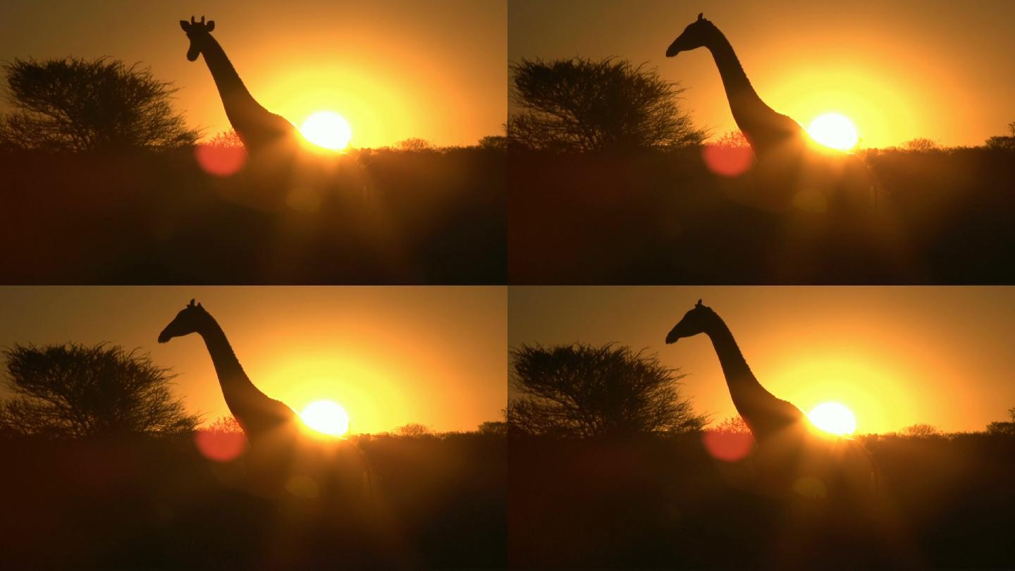 日落中的长颈鹿夕阳非洲草原大草原太阳下山