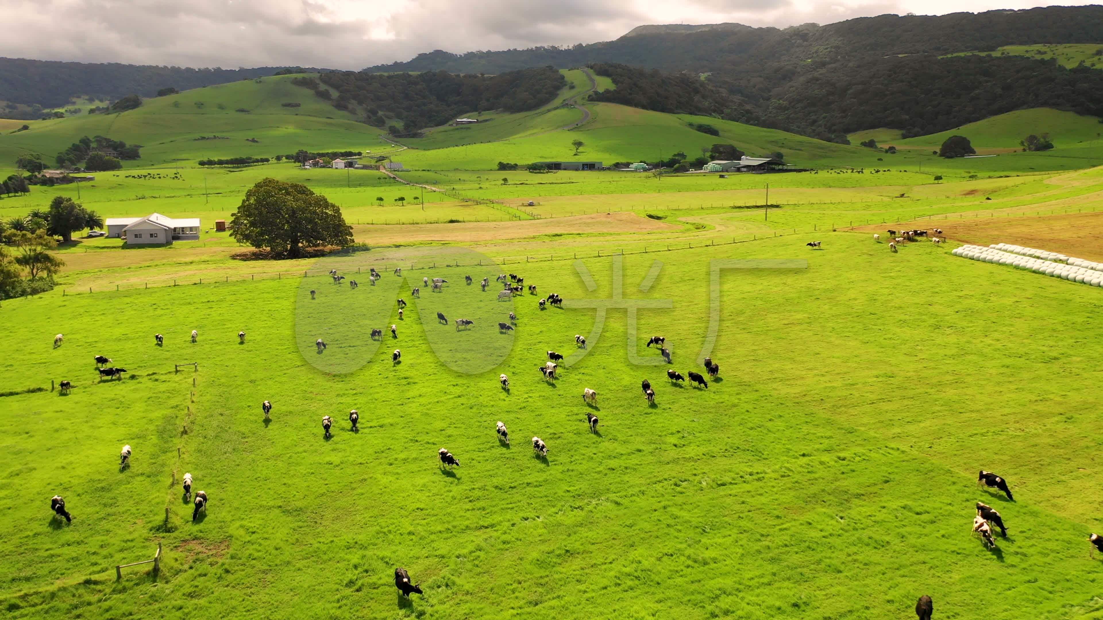 新西兰奶牛图片素材-编号09926459-图行天下