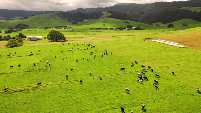澳大利亚新南威尔士州牧场放牧奶牛鸟瞰图。