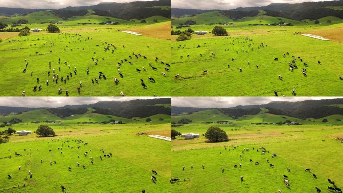 澳大利亚新南威尔士州牧场放牧奶牛鸟瞰图。