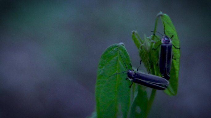 夜林萤火虫甲壳虫植物虫害草虫