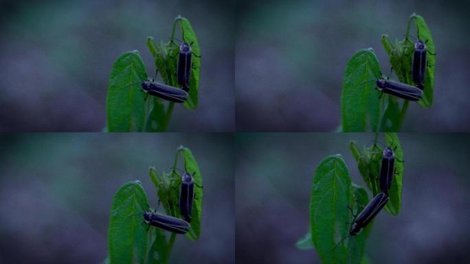 夜林萤火虫甲壳虫植物虫害草虫