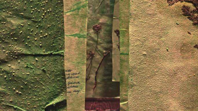 药剂师工作室的干燥卡片和植物描述