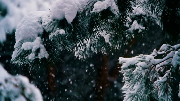 美丽的雪景雾凇初雪白露霜冻霜降下霜