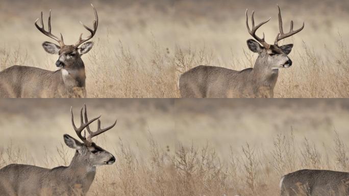 白尾鹿珍惜野生动物国家自然保护区公鹿