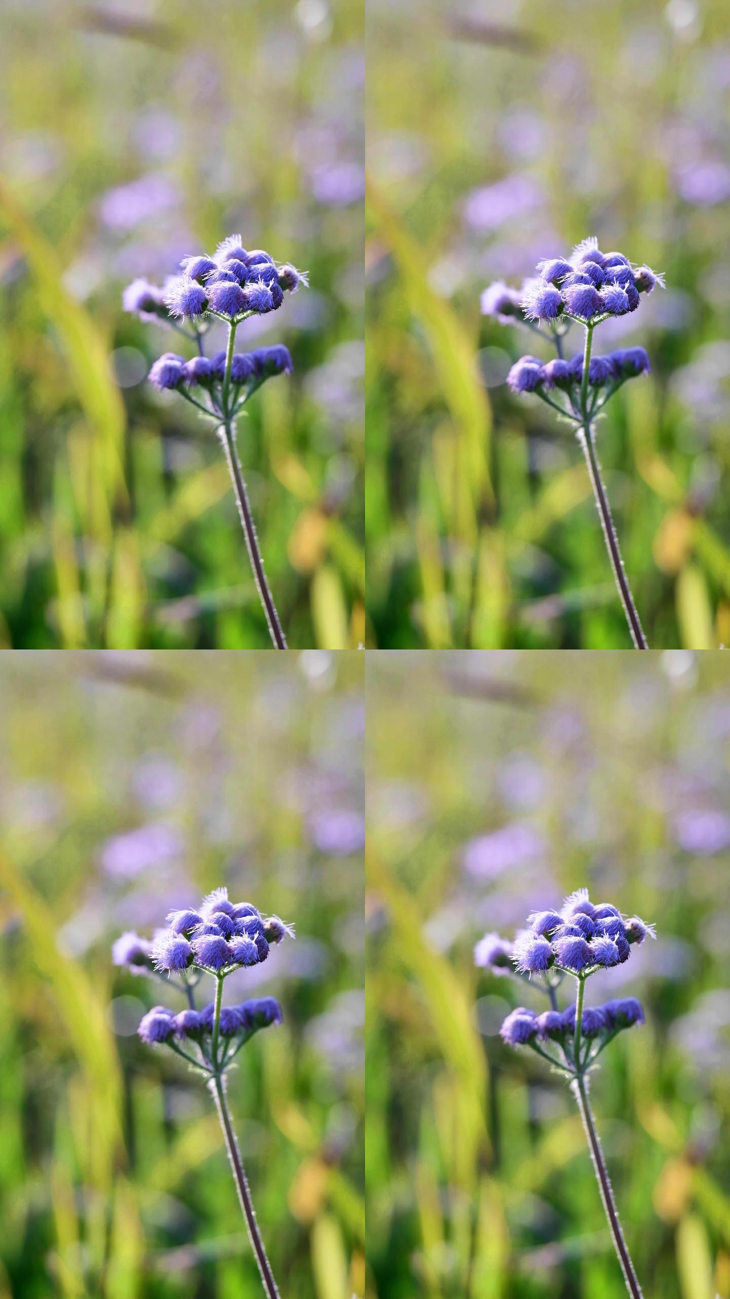 4K竖屏空镜植物花卉藿香蓟随风摆动