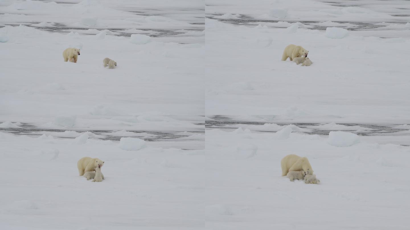 带幼崽的北极熊
