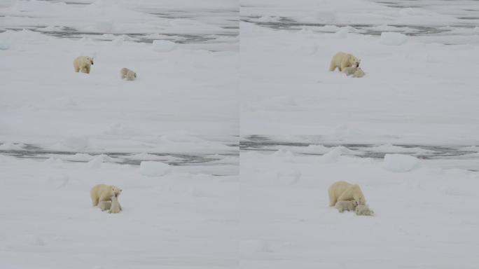 带幼崽的北极熊