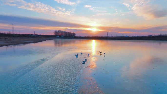 原创生态摄影 夕阳下的白天鹅