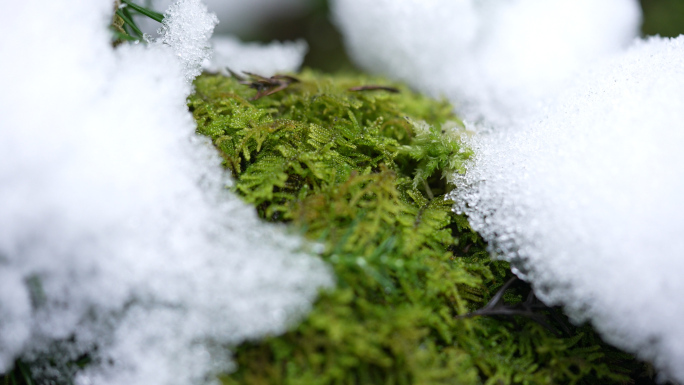 【4K原创】冰雪融化万物复苏