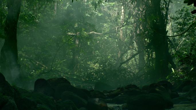野生雨林小溪天然氧吧精密大自然亚马逊大兴