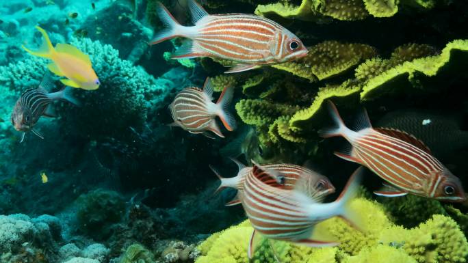 一群热带鱼海洋生物热带鱼类珊瑚礁