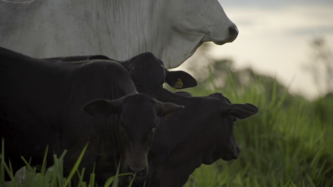 巴西马托格罗索州牧场上的白色内洛奶牛