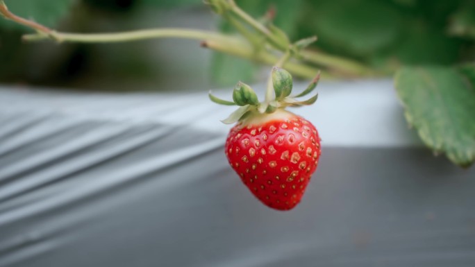 4K草莓园 草莓特写