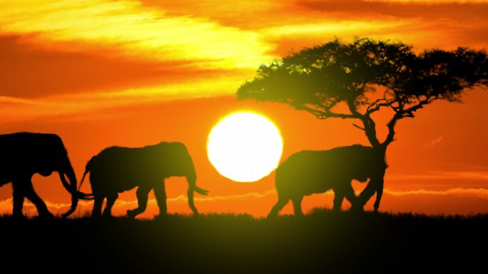 非洲大草原上一群大象在阳光下剪影