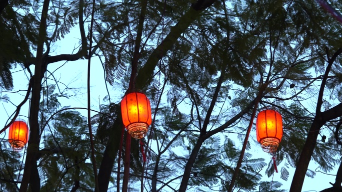 夜幕下树上的红灯笼