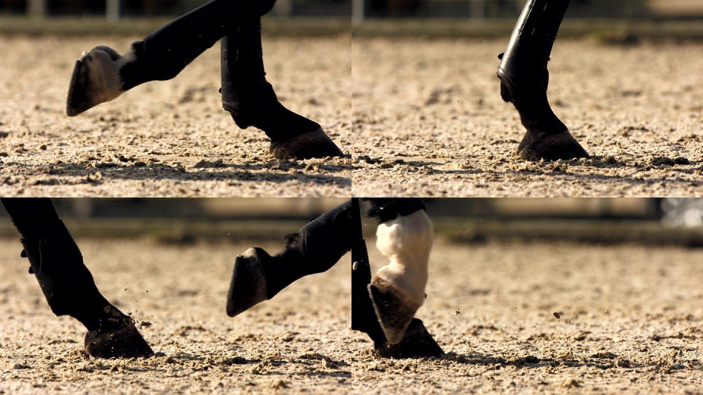 马蹄的特写镜头移动活动动物脚骑乘运动