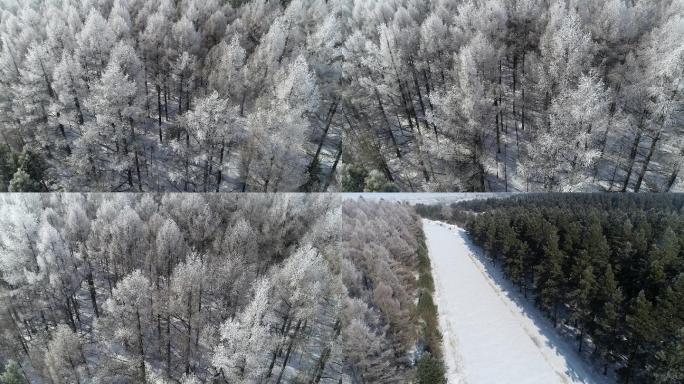 航拍 北方 雾凇 树挂 冬天 松树林