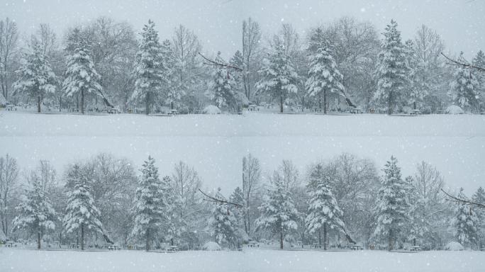 冬季景观寒冬雪花松树雪地公园