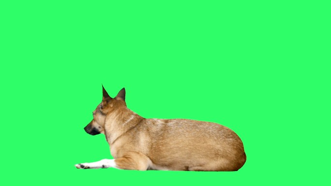 绿色背景上的狗狗绿屏绿布绿幕抠图后期抠像