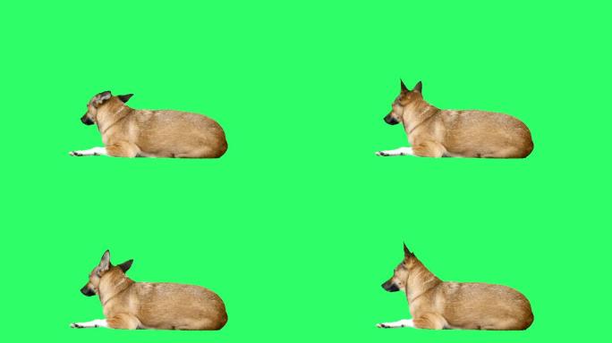 绿色背景上的狗狗绿屏绿布绿幕抠图后期抠像