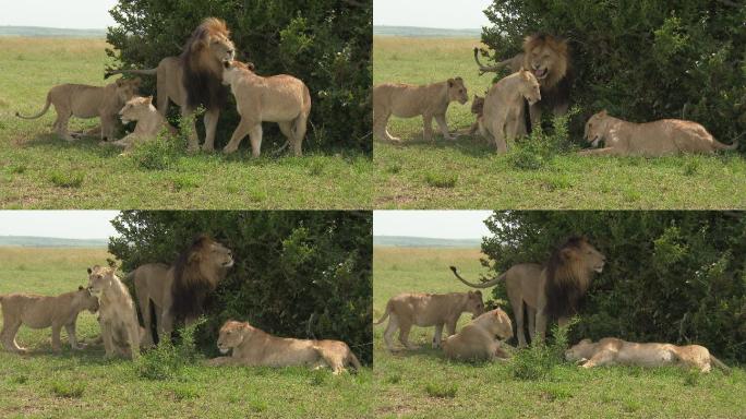 非洲狮雄性向雌性咆哮