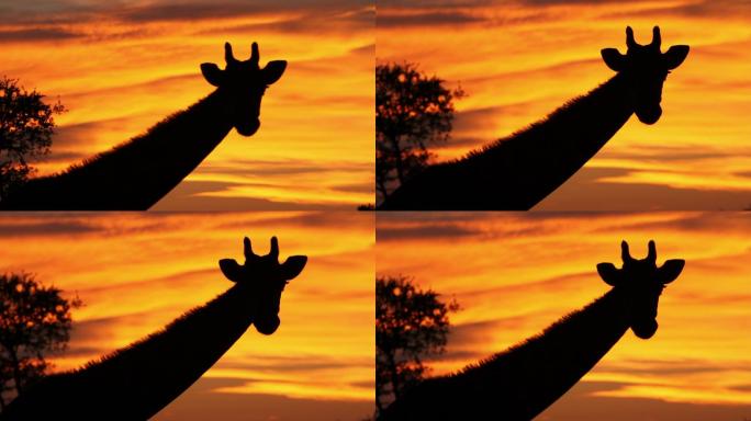 金色的夕阳衬托出长颈鹿的轮廓