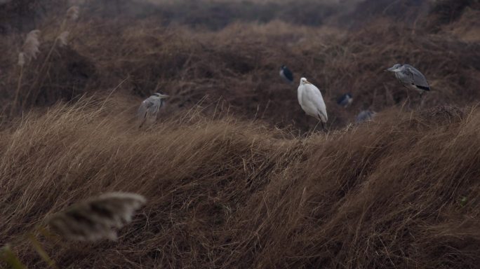 干草丛中的灰鹭与白鹭