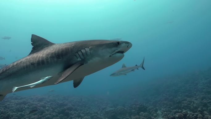 太平洋中的虎鲨群实拍视频特写镜头海鱼虎鲸