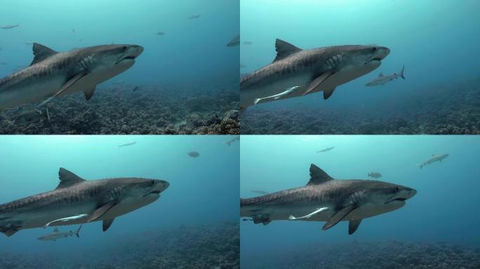 太平洋中的虎鲨群实拍视频特写镜头海鱼虎鲸