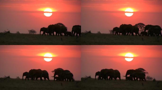 大象非洲大草原野外日落野性
