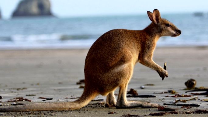 海滩上的袋鼠澳大利亚沙滩袋鼠觅食