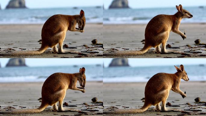 海滩上的袋鼠澳大利亚沙滩袋鼠觅食