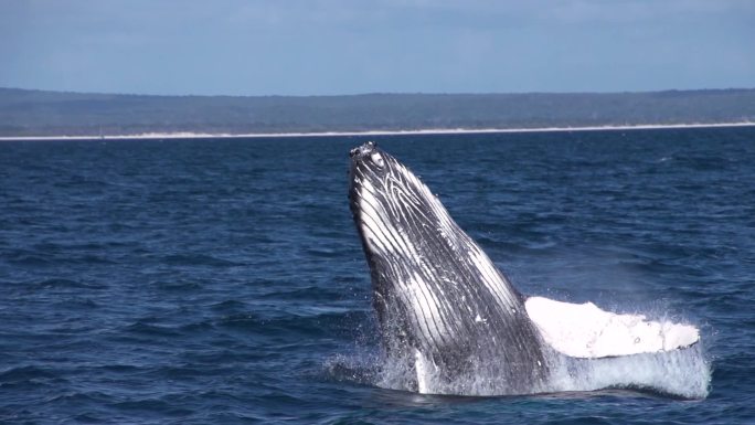 座头鲸野生动物大海海面