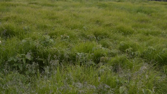 风中吹拂的草风吹草地草原乡间田野