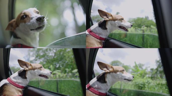 杰克·拉塞尔猎犬车内实拍车窗玻璃