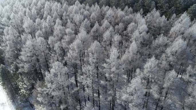 航拍 北方 雾凇 树挂 冬天 松树林