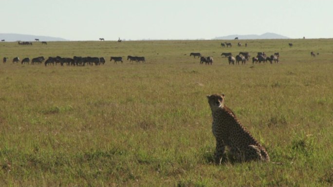 草原上的豹子和斑马群