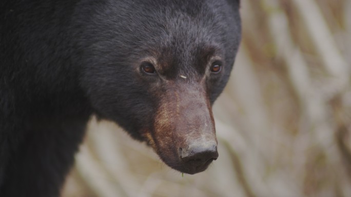 黑熊看着摄像机野生保护环保