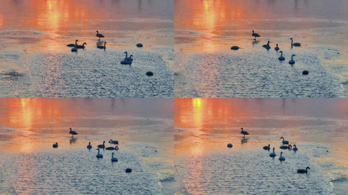原创航拍生态摄影 晚霞中的天鹅群