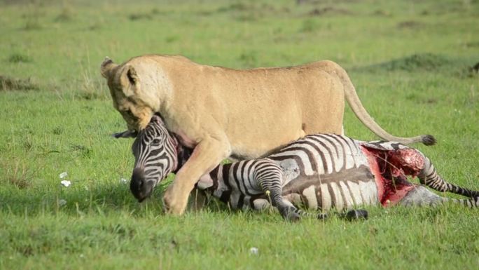狮子拖着猎物狮子猎杀斑马食物大自然生态野