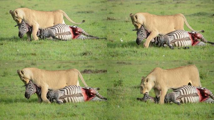 狮子拖着猎物狮子猎杀斑马食物大自然生态野