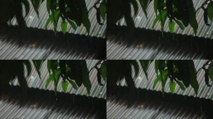 雨季湿气湿漉漉视频素材湿润湿度