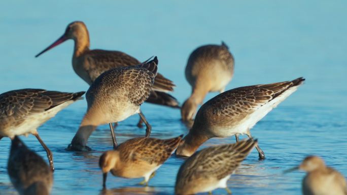 湖中的鸟群野生动物