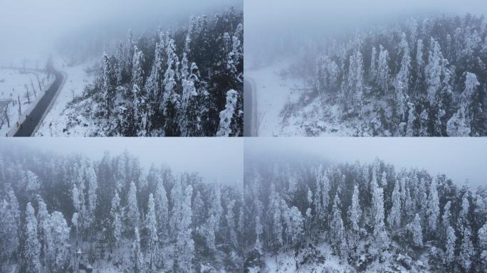 雪松雪山风景航拍