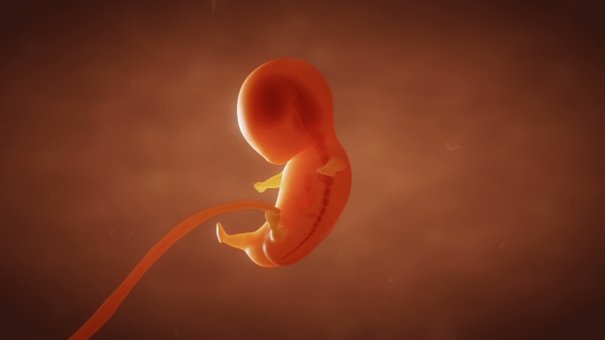 人类胚胎发育婴儿发育怀胎十月人类生命繁衍