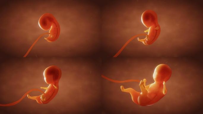人类胚胎发育婴儿发育怀胎十月人类生命繁衍