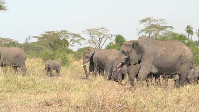 大象行走哺乳动物运动图像